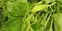 Young leaves, tendrils and tiny pumpkins can provide food even while the larger fruit still grows. Photo: Nikki Brighton 