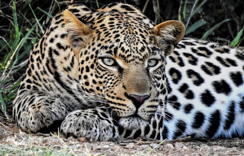 Riveted to the spots: thousands unite in a passionate love of leopards