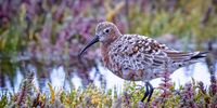Curlew Sandpiper in near full breeding plumage on the beautiful marsh at Geelbek in the West Coast National Park ( March 2021).