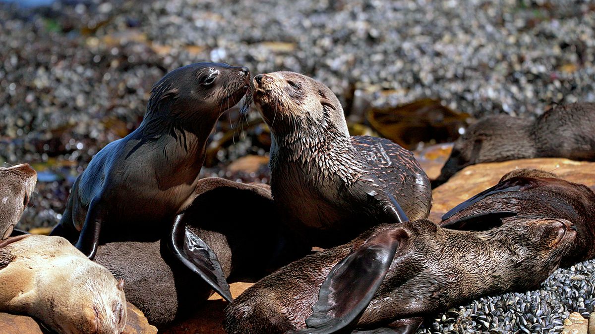 The first marine rabies outbreak puts SA in the spotlight