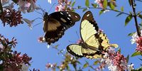 Nectar hunting. Photographer: Prospero Bailey