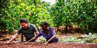 Antonino Allegra worked with the cocoa farmers to improve the quality of their beans, here turning the beans on the raised drying tables he instituted. (Photo: Supplied)<br>