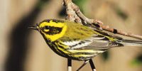 Townsends warbler