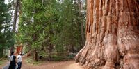SEQUOIA NATIONAL PARK, CALIFORNIA - AUGUST 22: Visitors walk past a giant sequoia tree on August 22, 2022 in Sequoia National Park, California. According to the Forest Service, wildfires have destroyed nearly 20 percent of all giant sequoia trees in the past two years amid ongoing drought, increased temperatures and fuel buildup. The massive trees can live for over 3,000 years and average between 180 to 250 feet in height. The Forest Service has begun emergency action to reduce fuels near unburned giant sequoia groves in the Sequoia National Forest to mitigate wildfire risks. (Photo by Mario Tama/Getty Images)