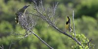 Two male Bokmakieries competing for a female with song. Noordhoek, Cape Town. 