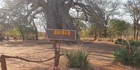 Giant baobab in Gravelotte Limpopo.