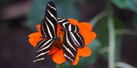 Regal butterflies on an orange flower. Image: Joshua Torres / Unsplash