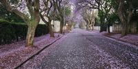 Spring in Joburg - a purple month. Photographer: Mike Walters