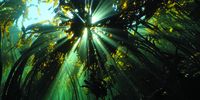 Kelp forest from below. Picture courtesy of Sea Change Project
