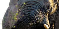 Don-Madikwe