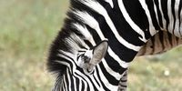 This baby zebra was born in Addo Elephant National Park at most an hour before I get there- as it was still very wobbly. Unlike humans baby zebra can stand upright after only 6 minutes of being born. Addo Elephant National Park, South Africa. (Photo: Anne Laing)