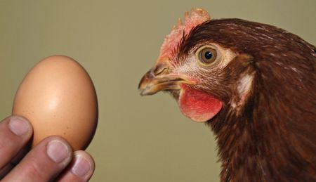 Op-Ed: Football, chickens and conspiracy theories