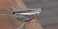 A colourful Butterfly in Etosha Pan, Namibia - April 2017.