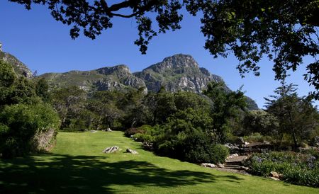 Welcome to the age of Cycad trafficking