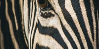 Up Close and Personal, captured while exploring on foot. Photographer: Lollo Virey Wollheim