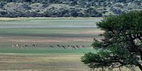 The bountiful summer rains have resulted in rolling grasslands & pans that still boast water, as well as many shades of green & blue. Mabuasehube Pan, Kgalagadi Transfrontier Park. Image: Jacky du Plessis