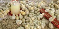 Dalphine-Poultry