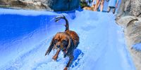 FEDERAL HEIGHTS, CO - SEPTEMBER 07: A dog goes down the slide at the Wally World pool during the Bow Wow Beach Doggie Day at Water World on September 7, 2019 in Federal Heights, Colorado. (Photo by Michael Ciaglo/Getty Images)