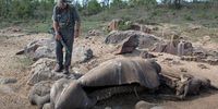 Section Ranger Neels Van Wyk inspects a three-day-old carcass of a poached rhino on 8 November 2014 at the Kruger National Park, South Africa. (Photo: Gallo Images / Sunday Times / James Oatway)