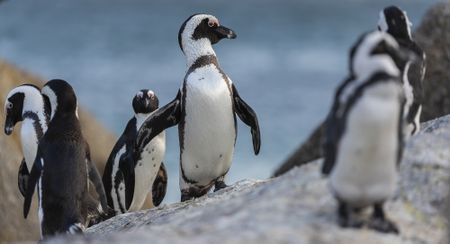 African penguins are heading towards extinction – here’s how we can save them
