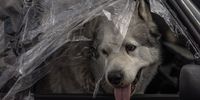 epa09923194 A dog looks out from a car window covered with plastic after arriving from Mariupol to the evacuation point in Zaporizhzhia, Ukraine, 02 May 2022. On 02 May, thousands of people who were still in Mariupol and other areas in South Ukraine occupied by the Russian army, waited to be evacuated to Ukraine's controlled area by buses and their own cars.  EPA-EFE/ROMAN PILIPEY