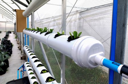 How hydroponic gardens plant seeds of innovation and women’s empowerment