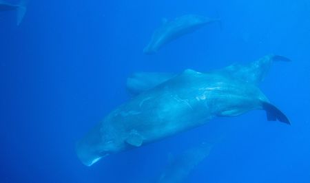 Oceans may explain slowdown in climate change: study