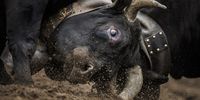 Two Herens cows lock horns during the qualification round of the annual 'Herens national cow fighting finals' (Finale nationale de la race d'Herens) in Aproz, Switzerland, Sunday 14 May 2023. Each year, when taken to the alpine pastures, the cows test their strength and fight for the herd's leadership. The competition continues until a new queen has forced all the other cows to retreat.  EPA-EFE/VALENTIN FLAURAUD