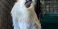 Adam-Baboon-Trade