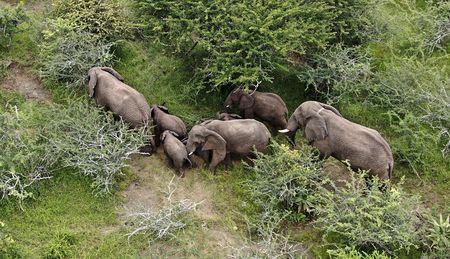 Parliament pushes for urgent action on Mawana’s roaming elephant herd