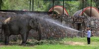 A zookeeper sprays an Indian elephant with water during a heatwave at the National Zoological Park in New Delhi, India, 11 June 2025. The National Zoological Park has installed sprinklers inside animals' enclosures and sprays water on animals and birds to combat the effects of the heatwave. According to the Indian Meteorological Department (IMD), Delhi registered 45-degree Celsius temperatures, and the prevailing heatwave is set to continue through 12 June.  EPA-EFE/RAJAT GUPTA