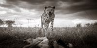 Attitude. This series of images was taken using wide angle lenses and wireless triggers. With these iconic wild animals, being in close proximity is too dangerous, so you need to be inventive and innovative. This unique perspective is complemented by an aerial image of a hippo pod, as well as underwater images inches away from wild crocodiles. I have aimed for a unique perspective showing the raw beauty and power of the wild; hopefully, through more empathy with nature, we will learn to preserve it. All animals are wild and free. © Graeme Purdy, Northern Ireland, Finalist, Professional, Wildlife & Nature, 2021 Sony World Photography Awards