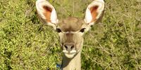 I’m watching you… CREDIT: Keith Cattell