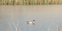 Duck on Emmarentia dam. Photographer: Alison Wilson 