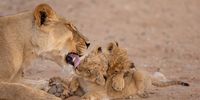 A tender moment.  We need more of these moments in our lives today. <br>Sharlene Cathro. 