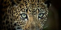 Sometimes we are fortunate to have moments like these – moments that stay etched in memory for a very long time. This photograph of the Porcupine Female Leopard was taken at Lion Sands Tinga & Narina in the Kruger National Park.</p>
<p>It was a truly unforgettable experience the guides put us in just the right position to be able to capture this portrait – she is one of the dominant females that are seen fairly regularly at @lionsandsgamereserve.