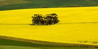 Overberg Early Morning. Photographer: Neville Lance.