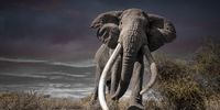The majestic One known as Craig. Image: Clint Ralph