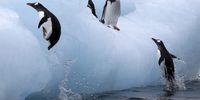 Gentoo penguins frolic on an iceberg in Antarctica in March 2020. Warmer waters and sea-level rise may damage marine life and threaten human coastal settlements. (Photo: EPA-EFE / Felipe Trueba)