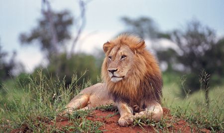 ‘I’m a lion farmer. No one takes my lions’: Breeders threaten court action over industry closure
