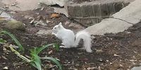 Albino squirrel... My brother came across it at The Company Gardens.
