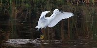 Taking off. Photographer: Peter Reber