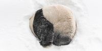 A panda snuggles in fresh snow in South Korea. Photo made available 8 Novmeber EPA/YONHAP