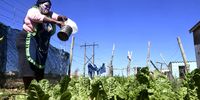 Lulama Maseti waters her garden in Makhanda, Eastern Cape. (Photo: Black Star / Spotlight)