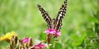 A butterfly takes a break in a Tsitsikamma garden. Near Storms River Bridge, Eastern Cape. Image: Gary Van Dyk