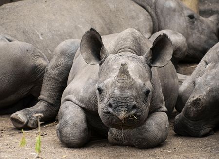 Helena Kriel on what sparked the writing of her book, ‘Meditating with Rhinos’