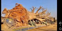 baobab trees 