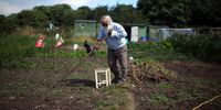 A man tends his allotment plot at the Uplands Allotments on August 9, 2010 in Handsworth, Birmingham, England. National Allotment Week is being used to promote the economic and social benefits of allotment gardening. Allotments have been part of Britsh culture for over two hundred years and allow people to rent a small space of land to grow their own fruit and vegatables, particularly in inner cities where gardens are small and land is at a premium.  (Photo by Christopher Furlong/Getty Images)
