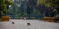 NEW DELHI, INDIA - MARCH 22: Monkeys cross a deserted road during a one-day nationwide curfew imposed as a preventive measure against COVID-19 on March 22, 2020 in New Delhi, India. The death toll due to coronavirus in India reached seven on Sunday with three more fatalities reported. Besides placing 75 districts with confirmed cases under lockdown until March 31, the government of Prime Minister Narendara Modi has shut down trains, both metro and inter-state services, in an effort to curb the spread of the global pandemic in India. (Photo by Yawar Nazir/Getty Images)