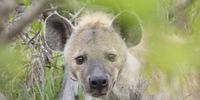 Hyena peeping through the greenery